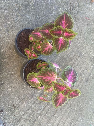 colues plants X2