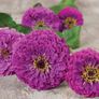 (Z) Zinnia Purple Prince seeds 1g (approx. 100 seeds) (414796) Image 3