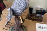 Sparrowhawk Figurine