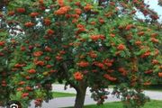Rowan tree