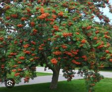 Rowan tree