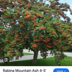 Rowan tree