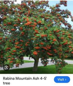 Rowan tree