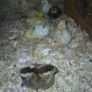 Day old chicks Image 5