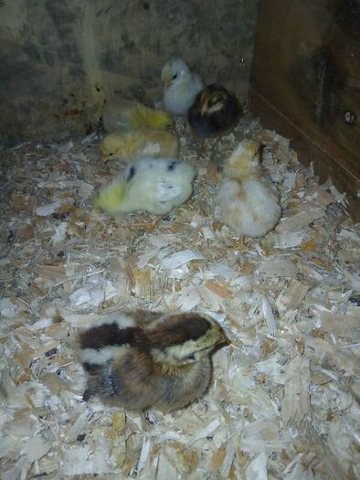 Day old chicks