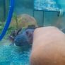 Axolotl X 2 , 200 litre tank and stand Image 8