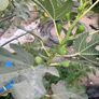 Fig Trees Image 2