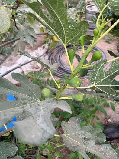 Fig Trees