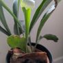 Staghorn Fern (Platycerium) - Galway - Pickup Only Image 2
