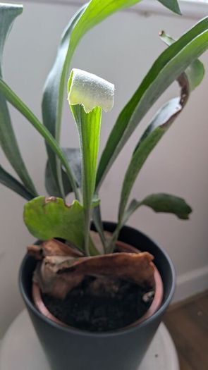 Staghorn Fern (Platycerium) - Galway - Pickup Only