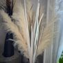 3 Black vases with fluffy pampas Image 2