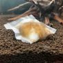 Kabadi Bio Cloud Bacteria Bag - beneficial bacteria and biofilm Image 3