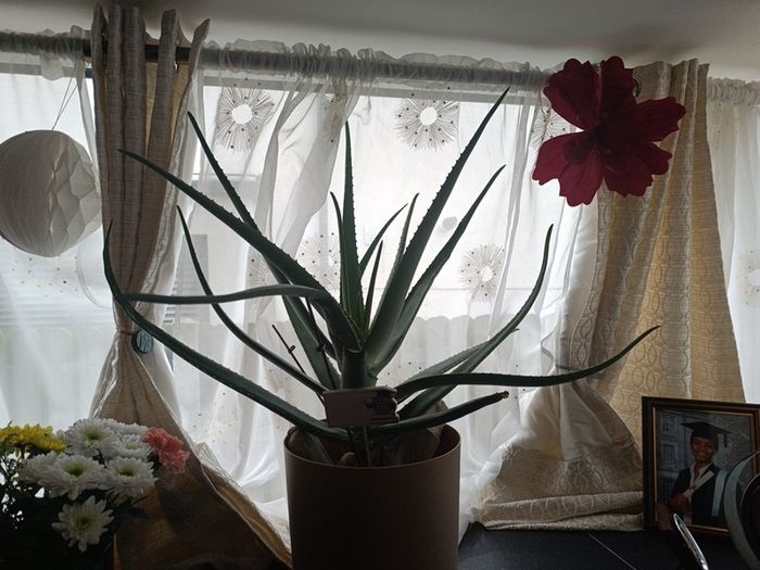 aloe Vera plant  just the way it looks. Grown by me