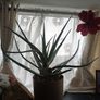 aloe Vera plant  just the way it looks. Grown by me Image 3
