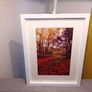 Curragh Woods Image 2