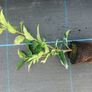 Portuguese Laurel Hedging Image 3
