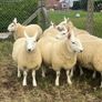 Sheep Cheviot ewe lambs Image 3