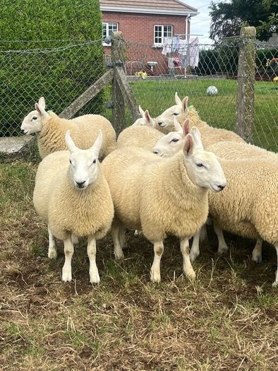 Sheep Cheviot ewe lambs