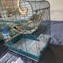 New Parrot/bird Cage Starter Kit + Tons of Accessories Image 4