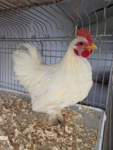 white pekin rooster