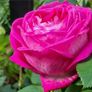 roses plants Image 4