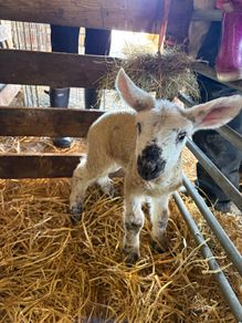 Lambs