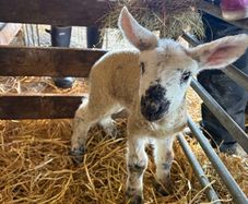 Lambs