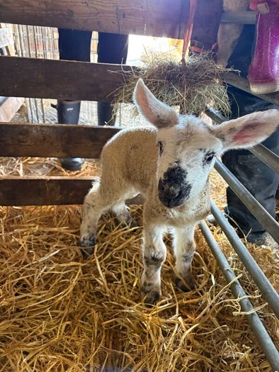 Lambs