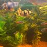 fish tank Image 8