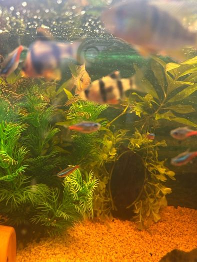 fish tank