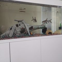 fish tank ornament