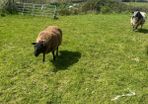 Dutch spotted Rams
