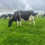 Milking cows Image 2