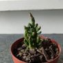 Cactus Image 3