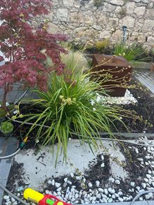 4 Mature Cordylines (Cabbage Palms)