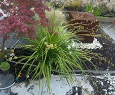 4 Mature Cordylines (Cabbage Palms)