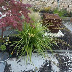 4 Mature Cordylines (Cabbage Palms)