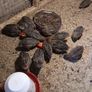 Coturnix Quail Image 2