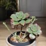 Aeonium haworthii 'Kiwi', bonsai plant in the ceramic pot container Image 6