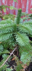 Noble fir Christmas trees