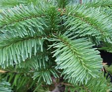 Noble fir Christmas trees