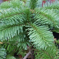 Noble fir Christmas trees