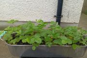 Wild strawberry plants in metal planter