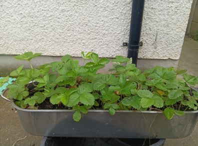 Wild strawberry plants in metal planter