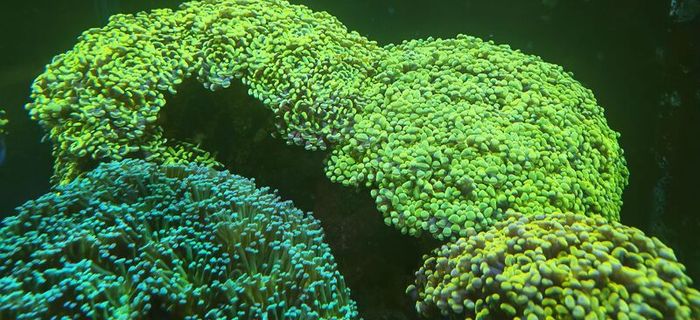 hammer corals frags/colonies