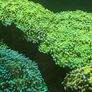 hammer corals frags/colonies Image 5