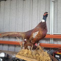 Stuffed Pheasant