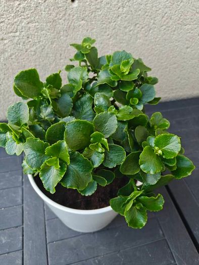 Florist's kalaonchoe