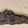 Collection of 4 Ancient Irish Bog Oak Pieces Image 10