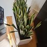 Sansevieria Trifisciata Laurentii planters Image 5